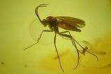 Two Fossil Fungus Gnats (Sciaridae) In Baltic Amber #170049-2
